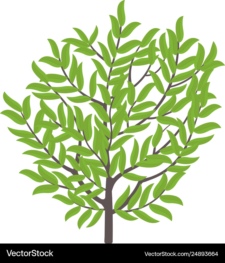 Olive tree fruit Royalty Free Vector Image - VectorStock