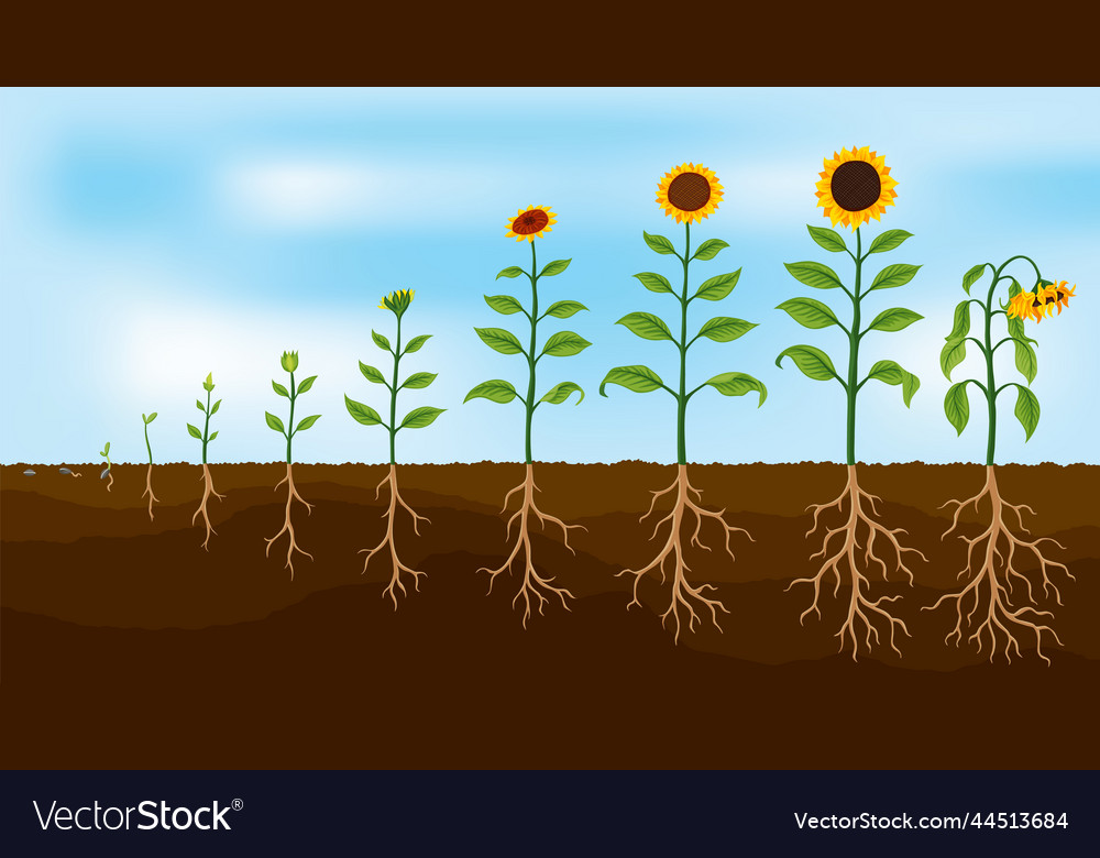 Sunflower growth stages agriculture plant Vector Image