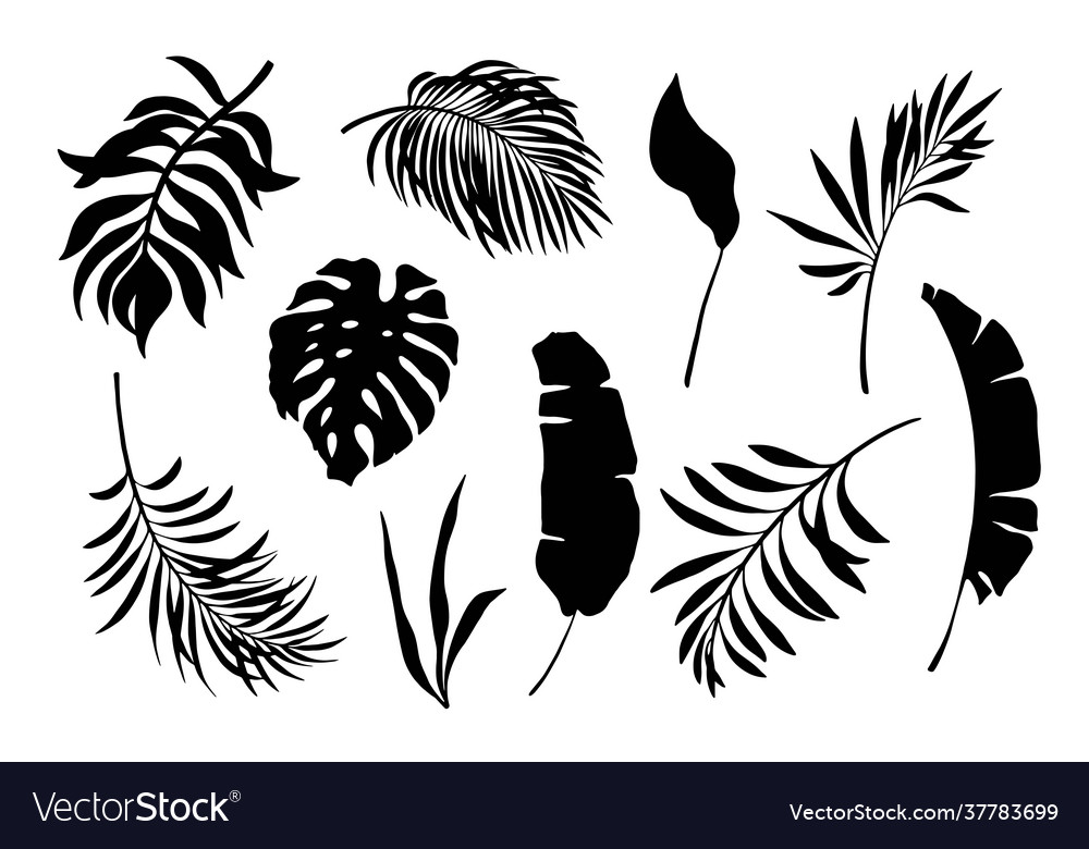 Set exotic leaves palm leaves silhouette vector image Set exotic leaves palm leaves silhouette