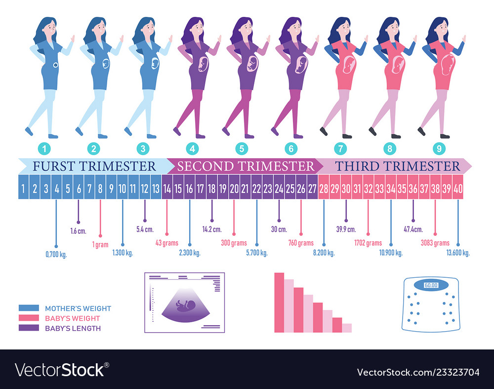 Pregnancy Timeline Royalty Free Vector Image VectorStock