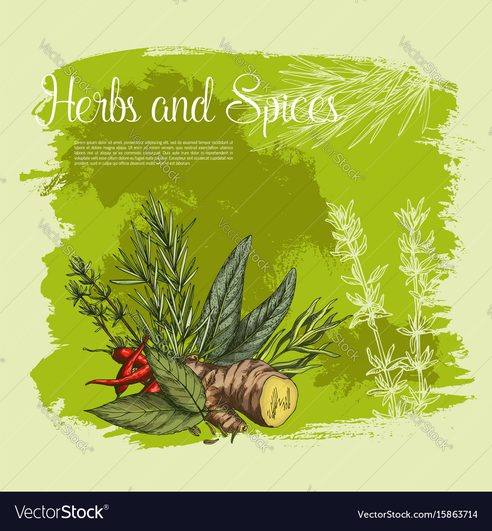 Spices and herbs seasonings poster