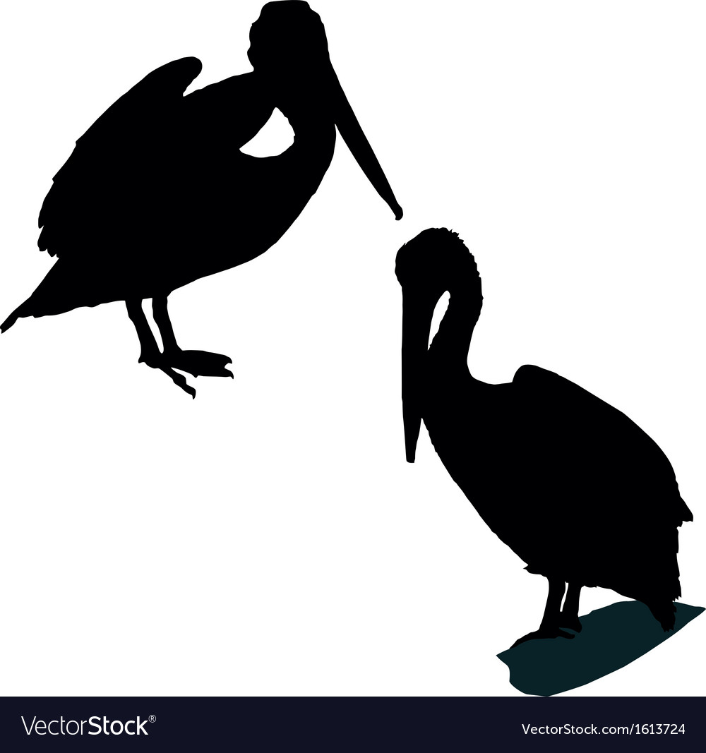 Pelican