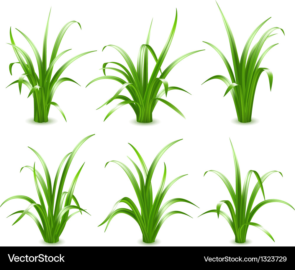 Green grass Royalty Free Vector Image - VectorStock