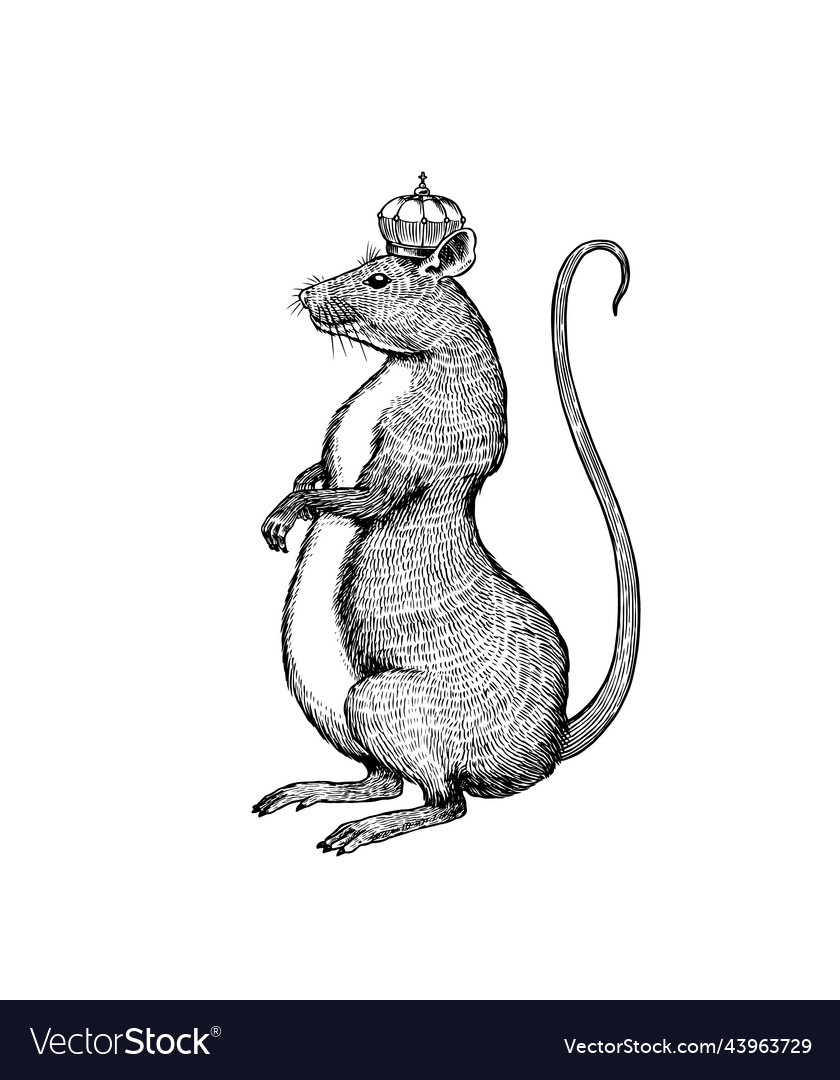 Illustration of a rat king