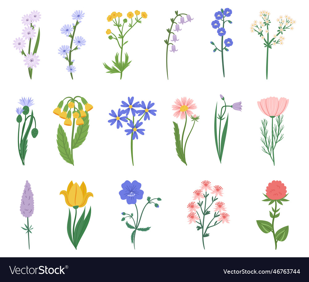 Set Of Wildflowers Features A Stunning Array Vector Image