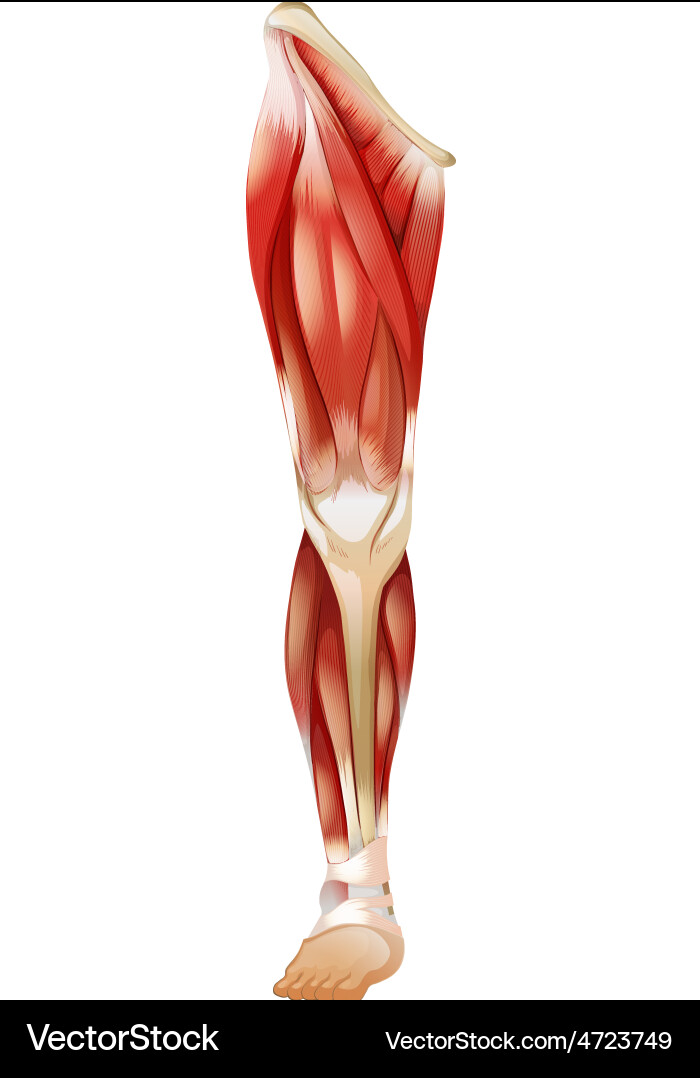 Musculer Vector Muscle Royalty Free Vector Image - VectorStock