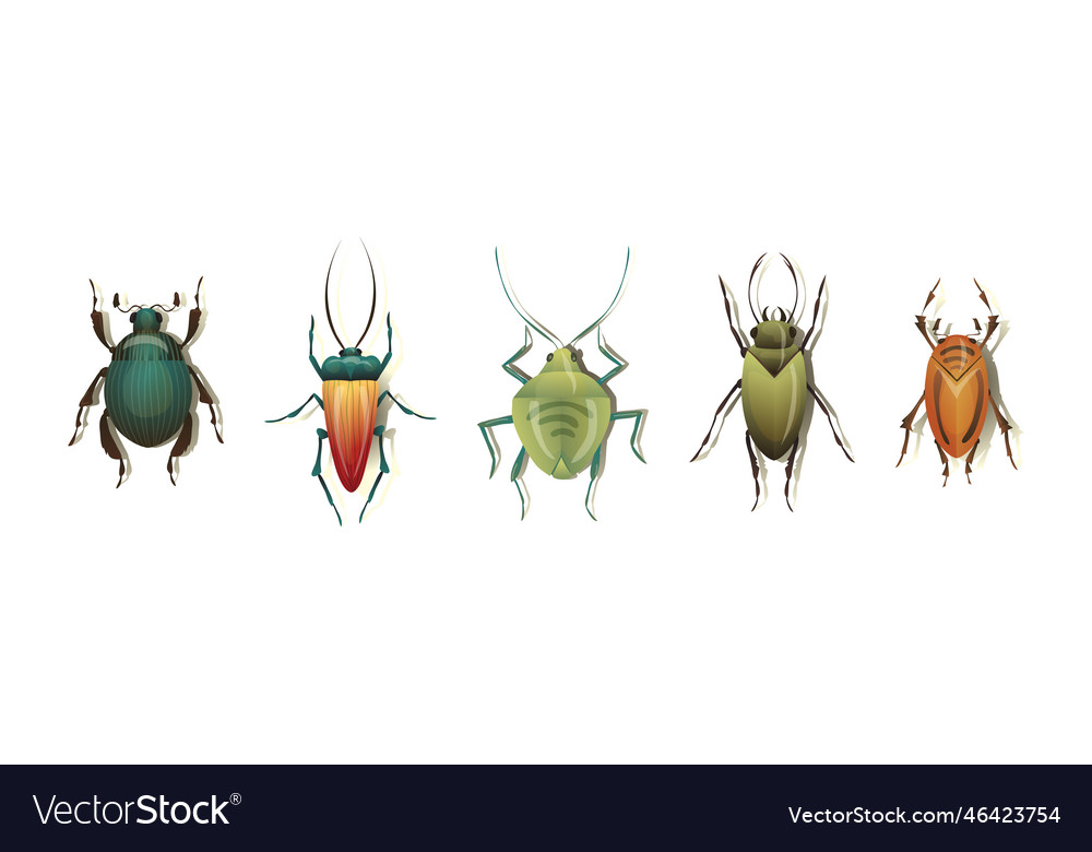 Bugs and beetle as coleoptera insects with elytra Vector Image