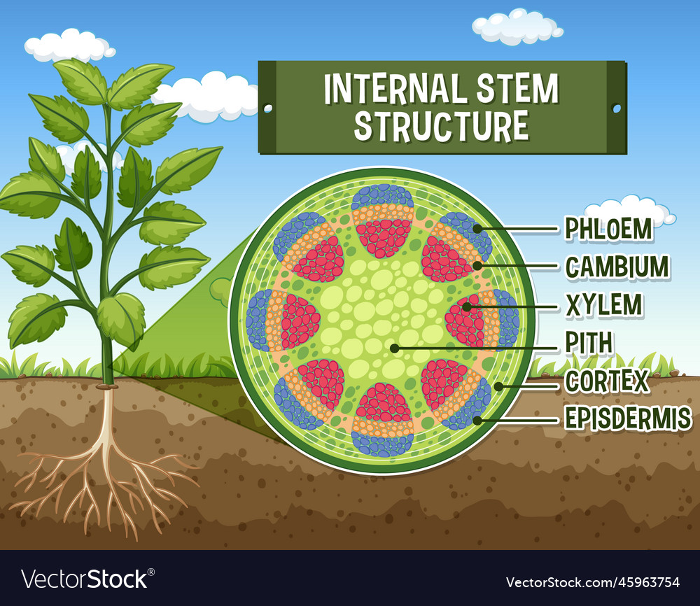 Internal structure of stem diagram Royalty Free Vector Image