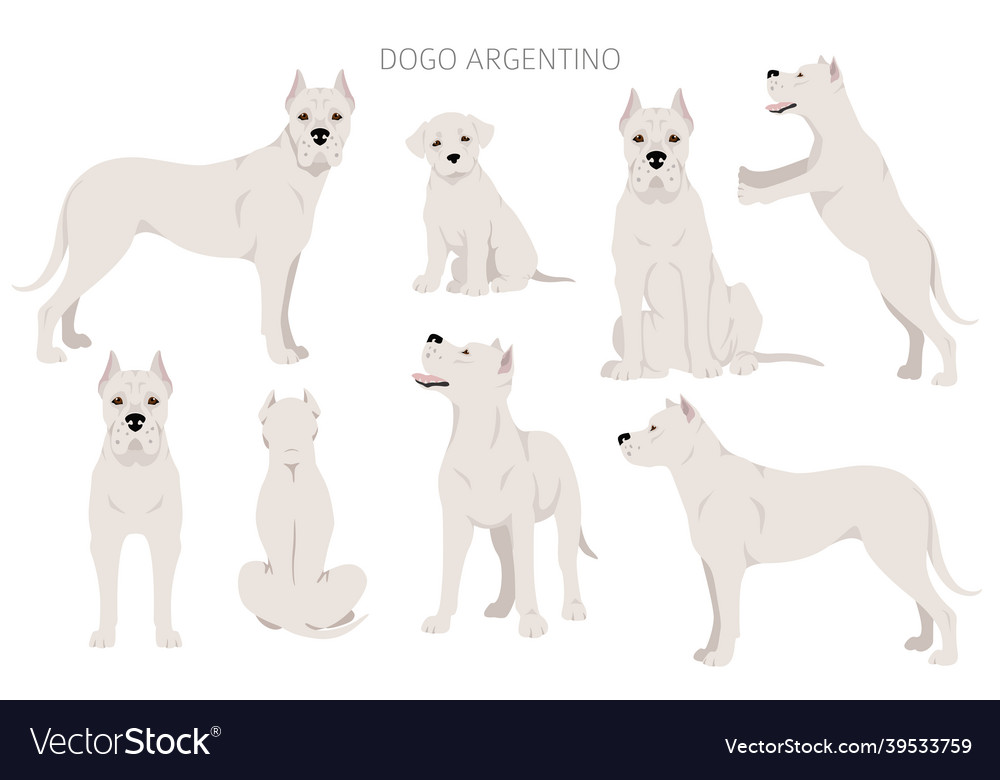 Dogo argentino clipart different poses coat