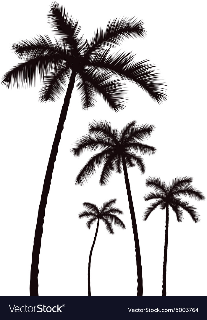 palm tree vector