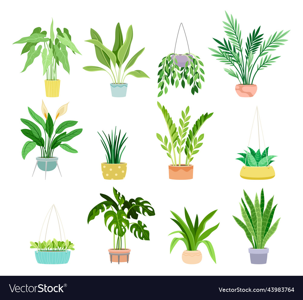 Set of home plants in flowerpots