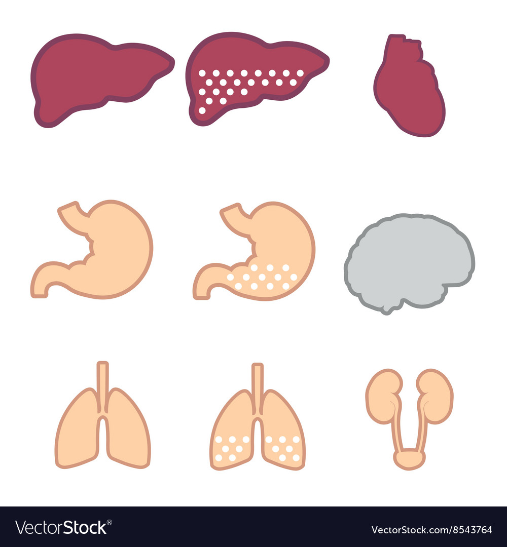 Set of internal organs liver lungs brain kidneys Vector Image