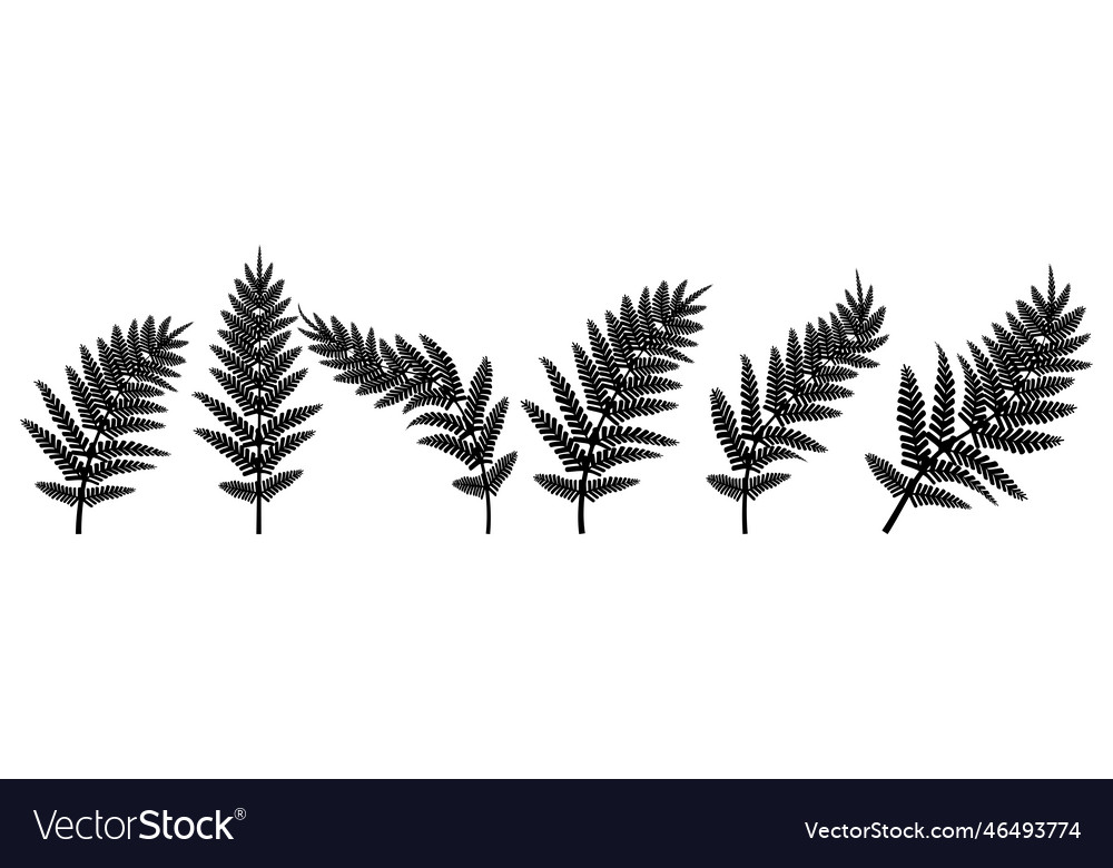 Black branches fern contour drawing Royalty Free Vector