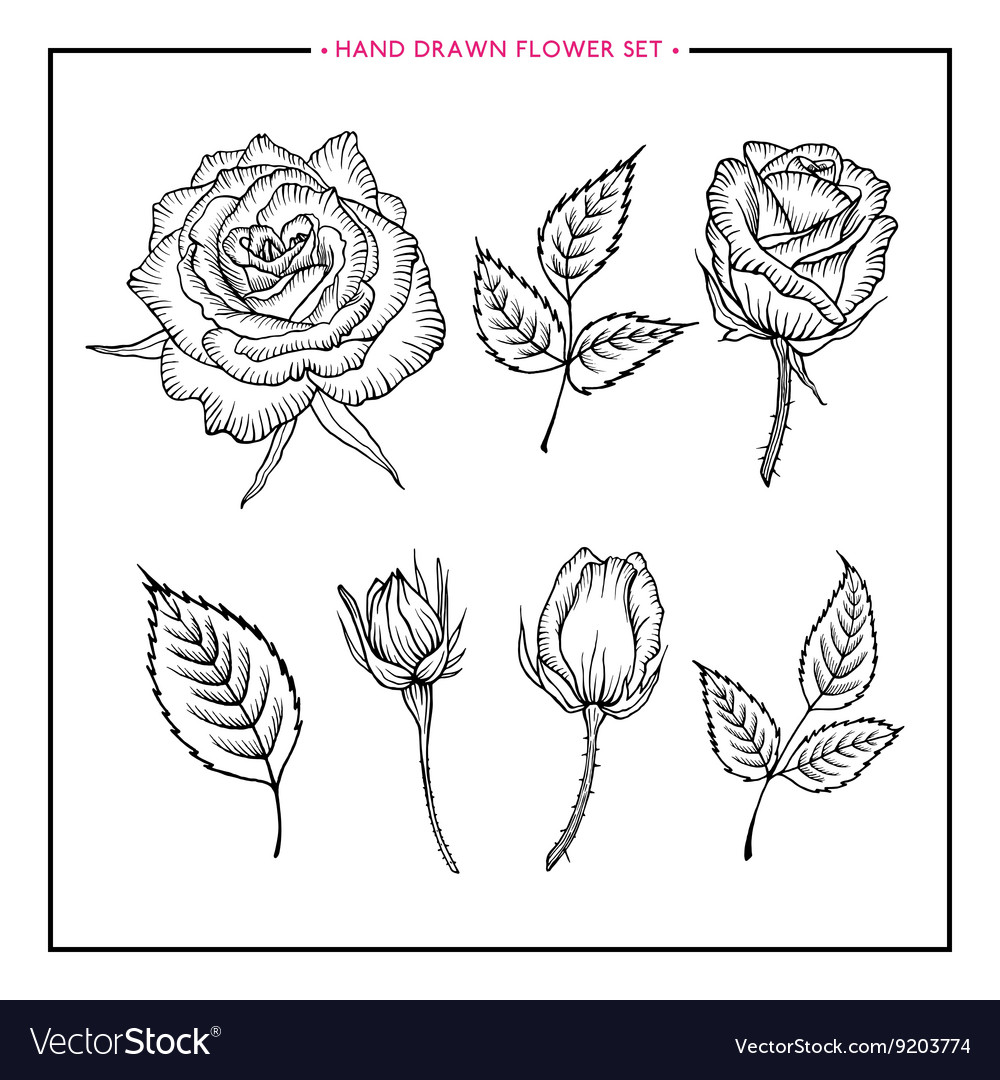 Flower set hand drawn rose Royalty Free Vector Image