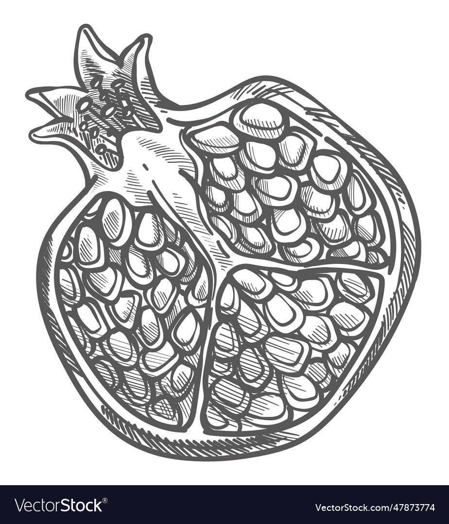 Pomegranate cut half with seeds monochrome sketch Vector Image