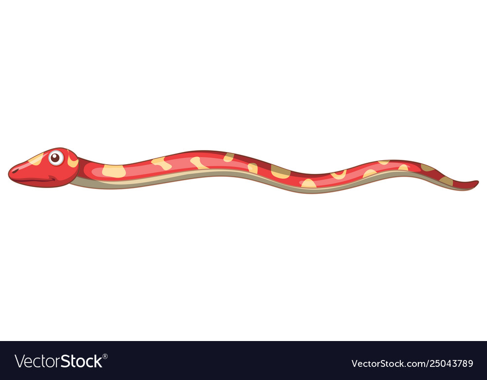 A red snake on white background