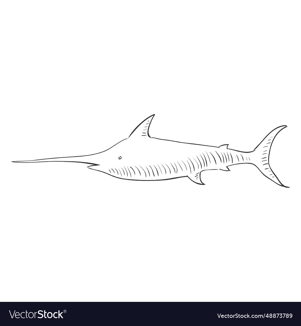 Hand drawn shark