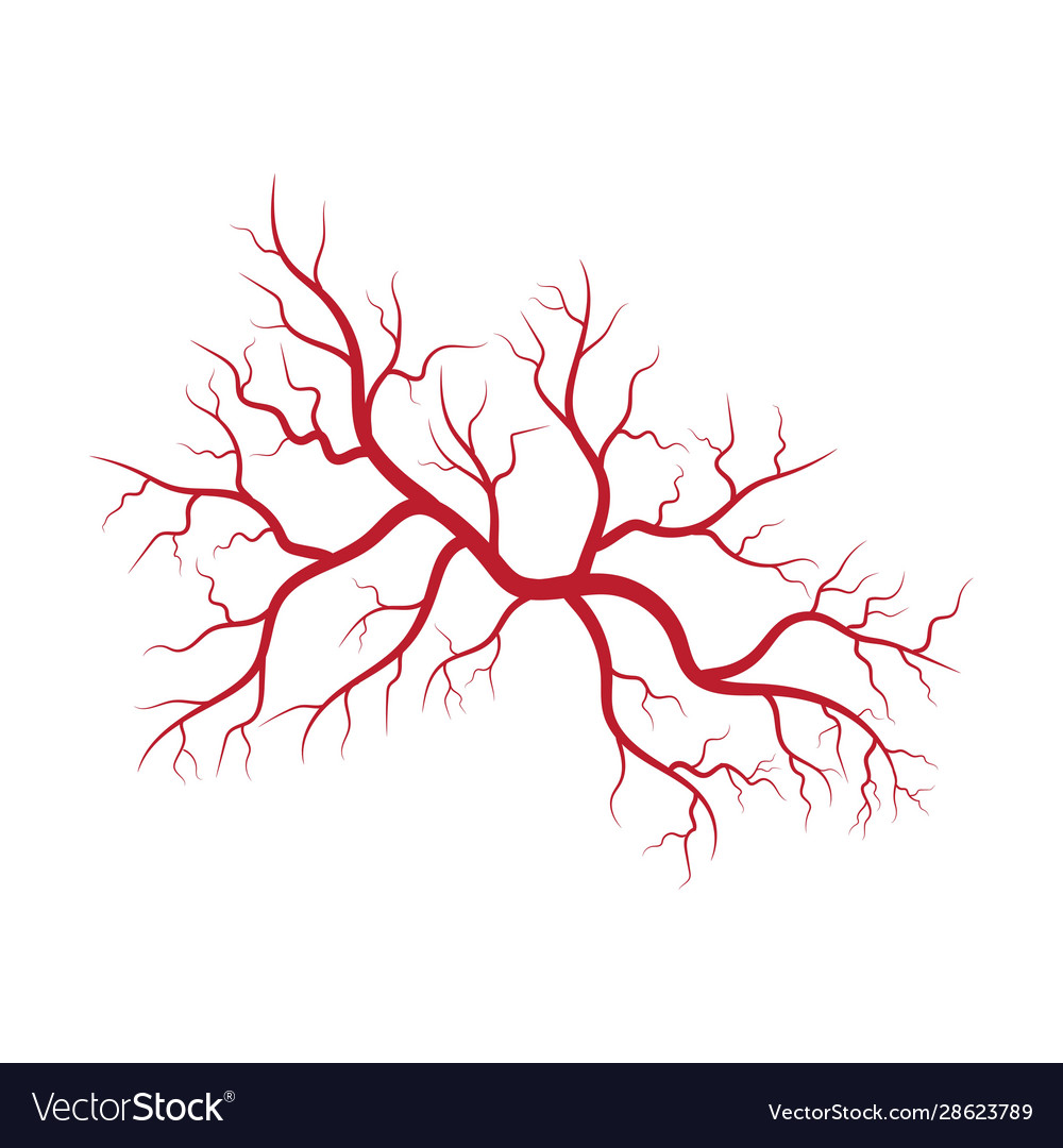 Human veins and arteries Royalty Free Vector Image