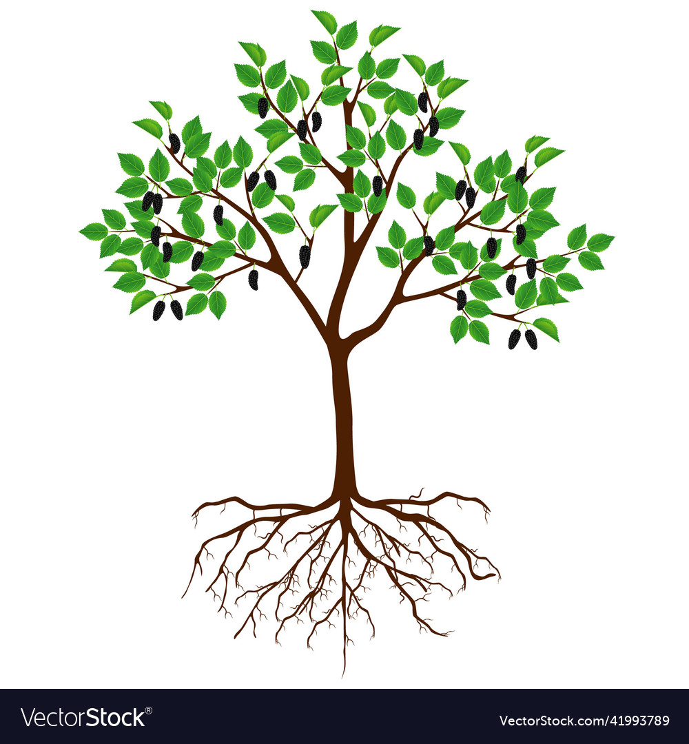 Mulberry tree with fruits and roots Royalty Free Vector