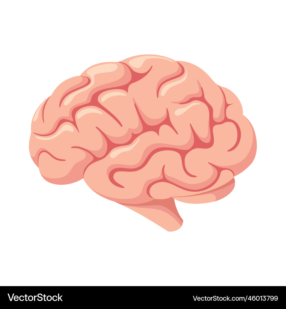 Human brain Royalty Free Vector Image - VectorStock