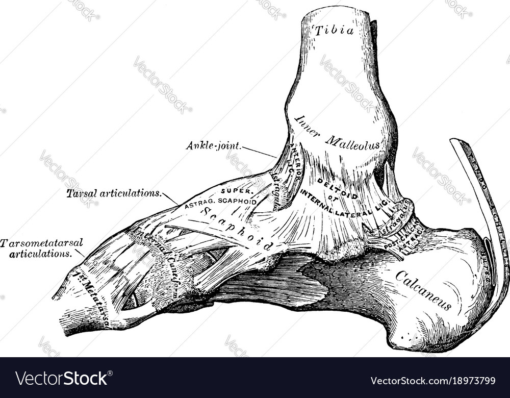 Internal view of the ankle joint vintage