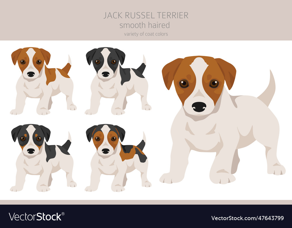 Jack russel terrier puppies in different poses