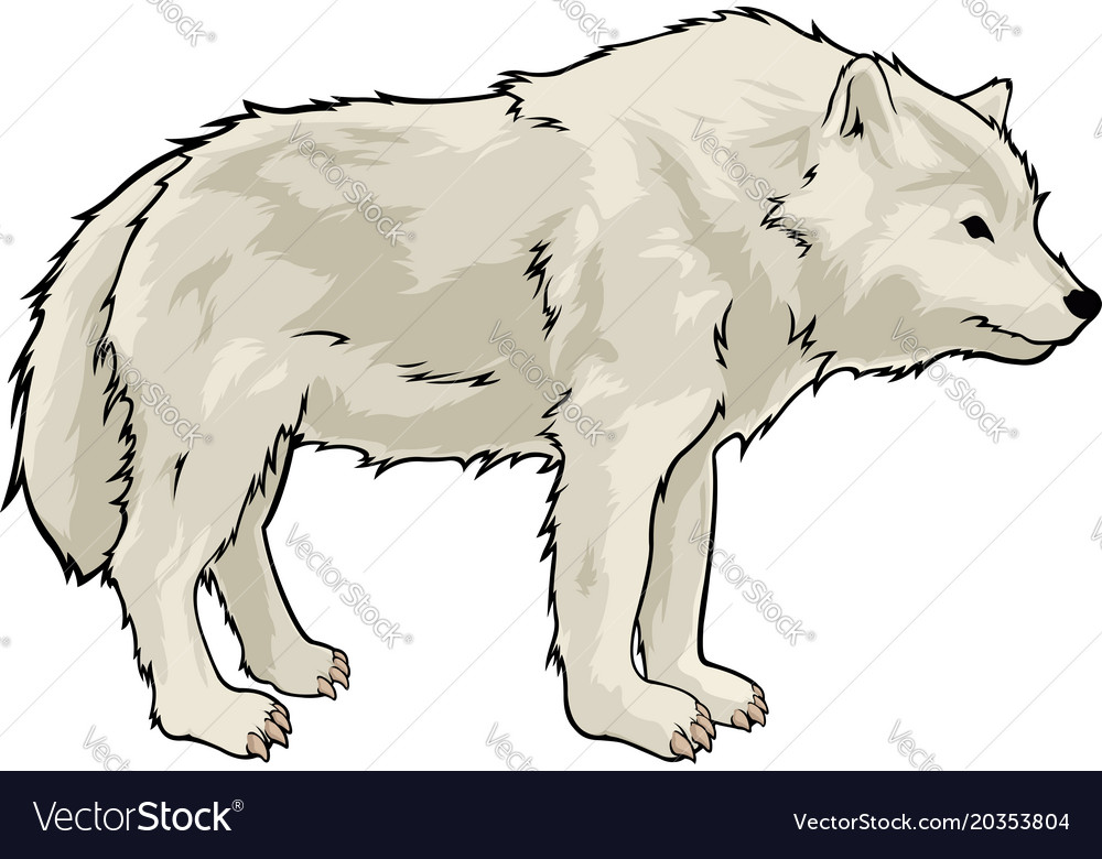 Cartoon white wolf Royalty Free Vector Image - VectorStock Cartoon white wolf Royalty Free Vector Image - VectorStock