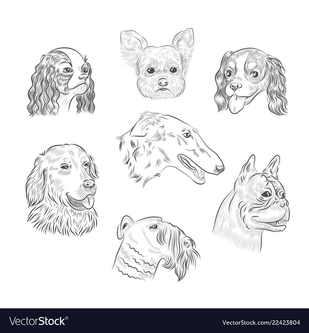 Dog breed portraits hand drawn sketches Royalty Free Vector