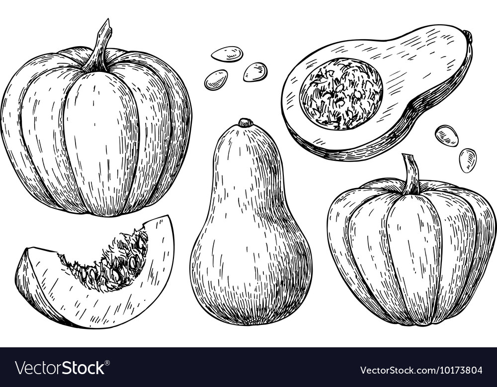 Pumpkin and butternut squash drawing set Vector Image