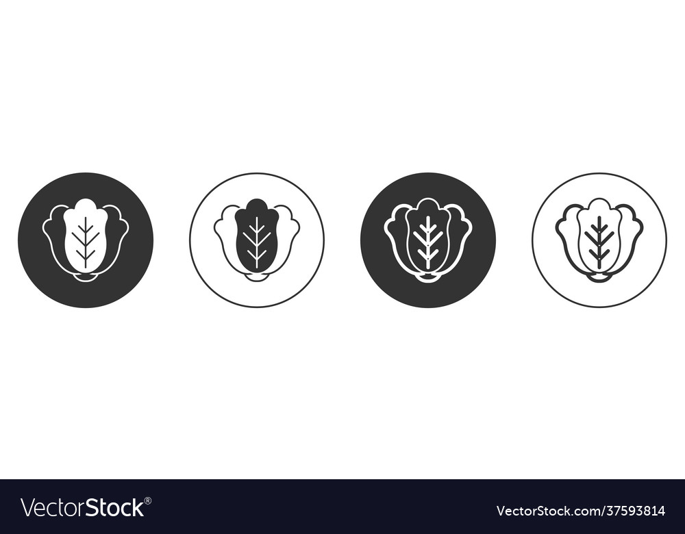 Black Fresh Cabbage Vegetable Icon Isolated Vector Image Black Fresh Cabbage Vegetable Icon Isolated Vector Image