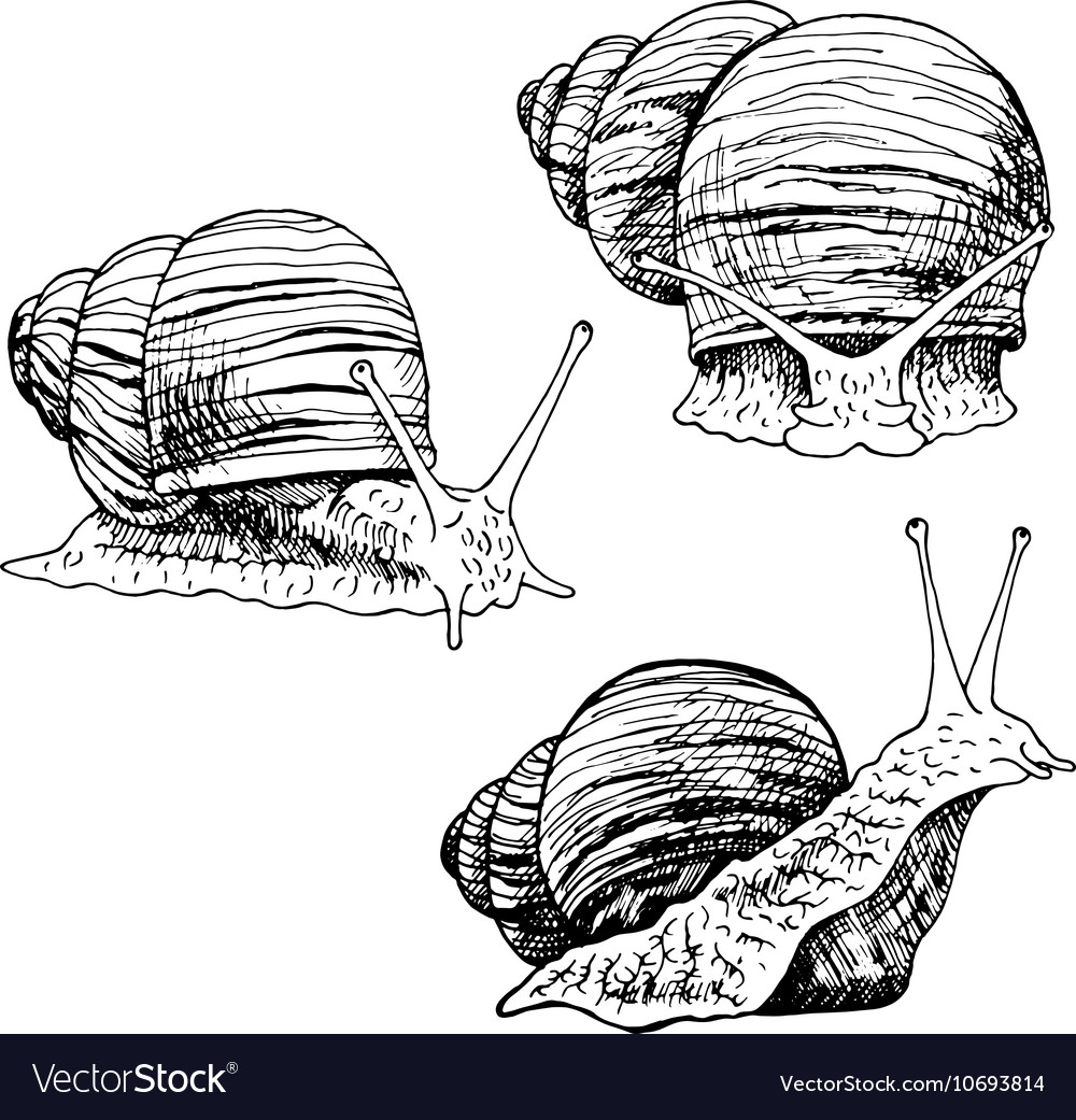 Hand Drawn Set Snails Royalty Free Vector Image