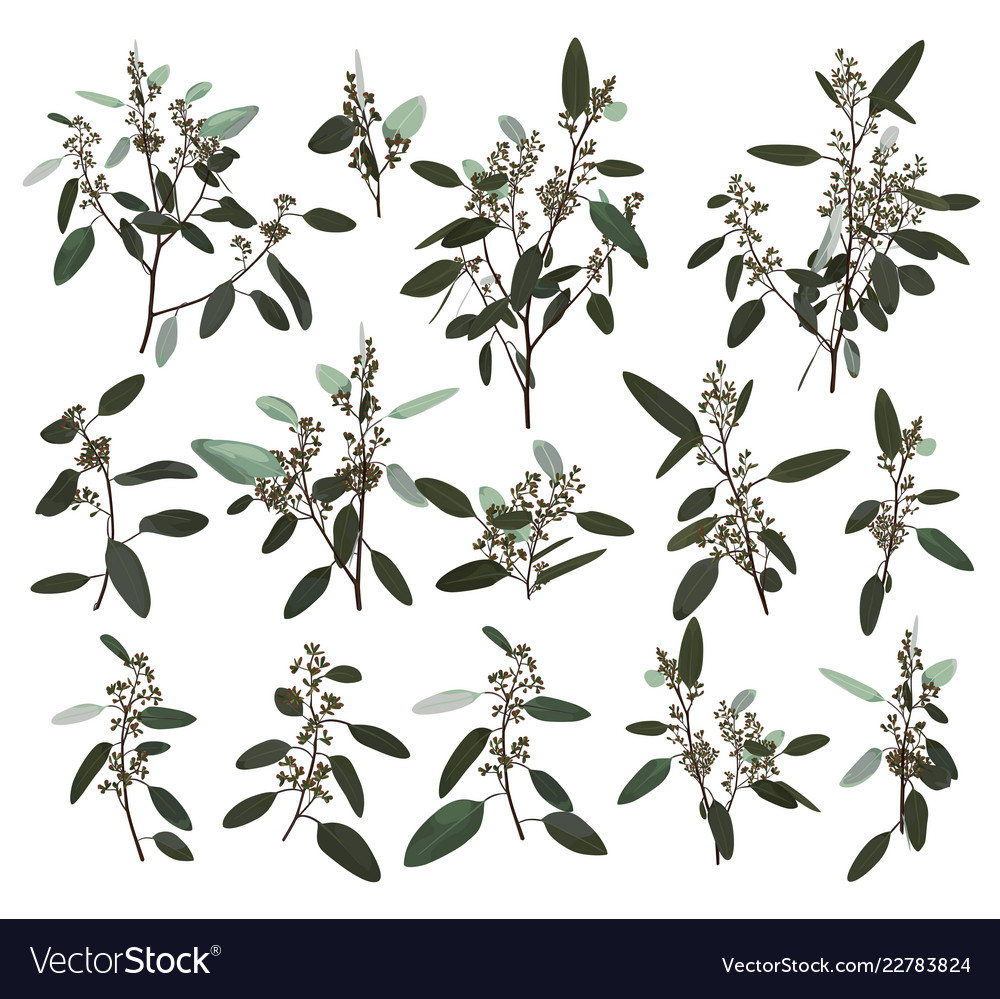 Eucalyptus silver zerin cineraria greenery gum