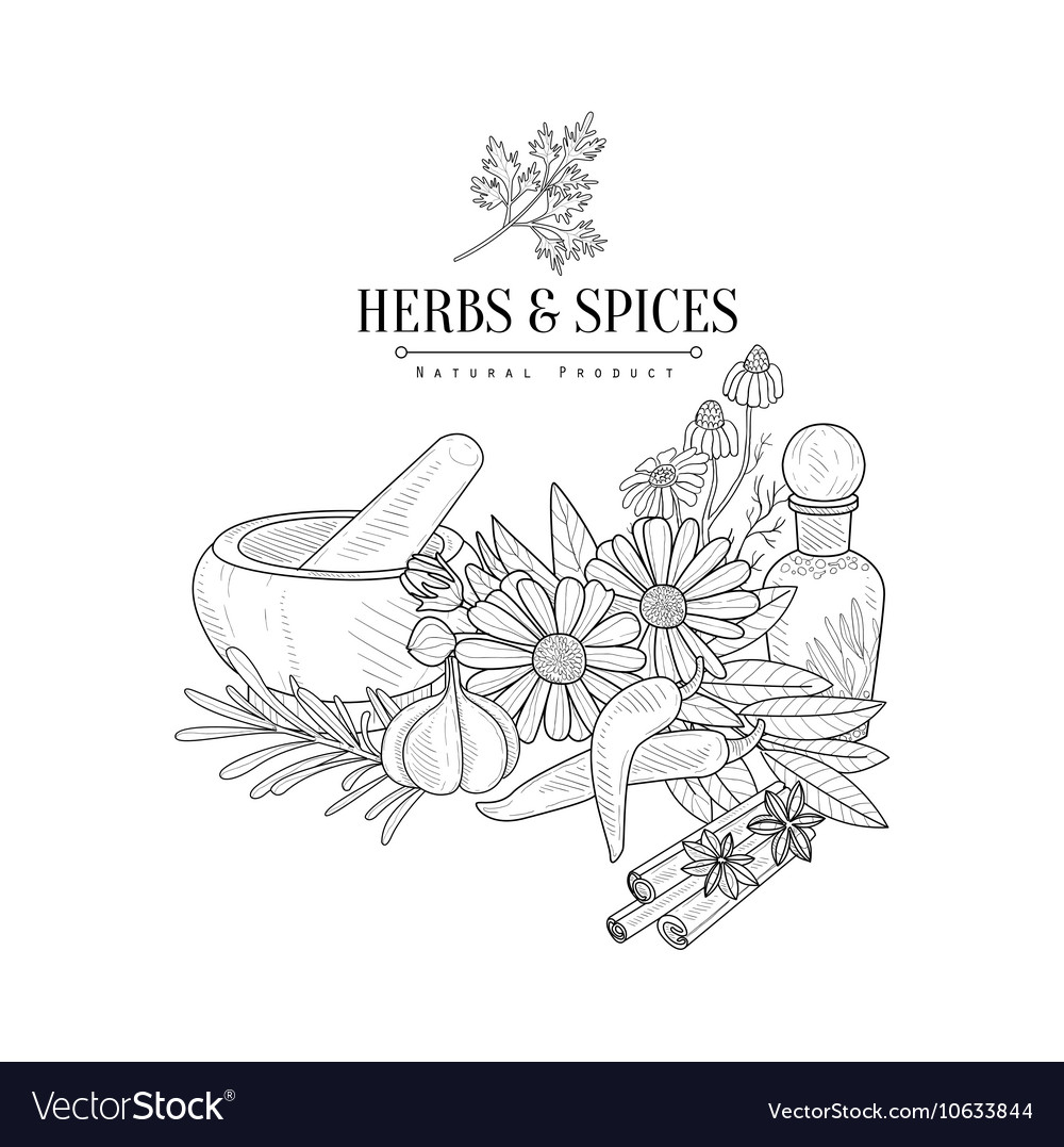 Herbs and spices hand drawn realistic sketch