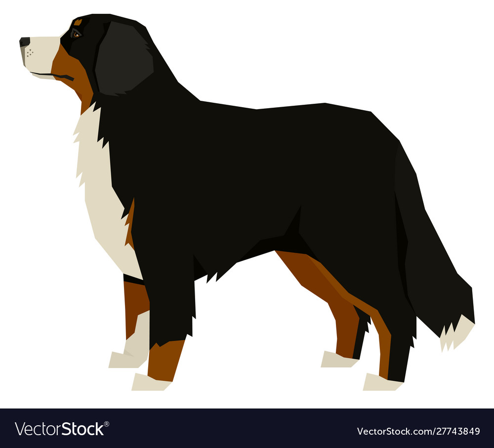 Dog breeds bernese mountain dog Royalty Free Vector Image