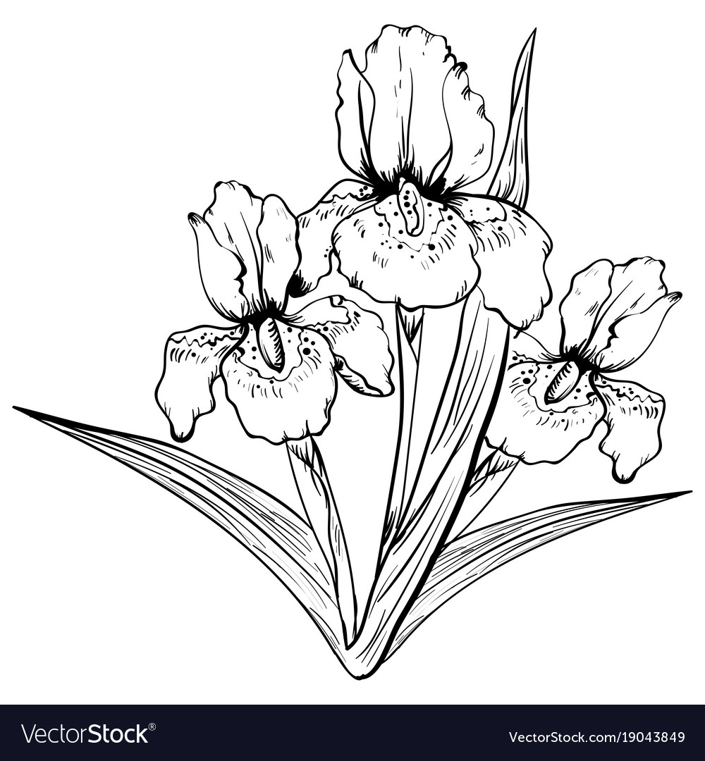 Hand drawn iris flower sketch Royalty Free Vector Image