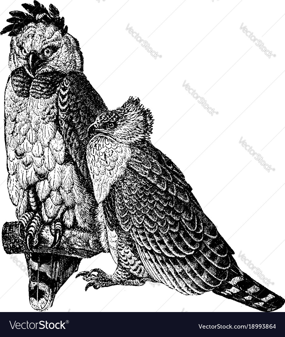 american harpy eagle vintage royalty free vector image