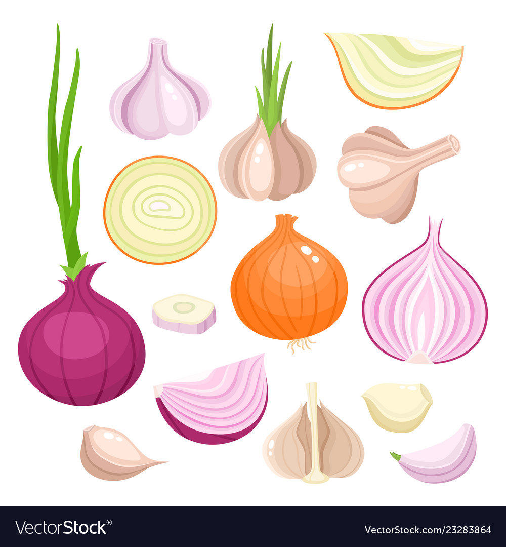 Bright of onion garlic Royalty Free Vector Image