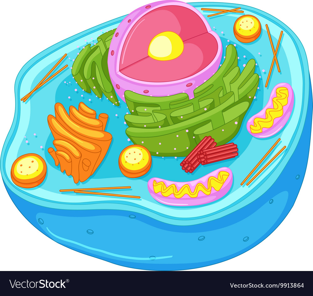 Close up diagram animal cell Royalty Free Vector Image