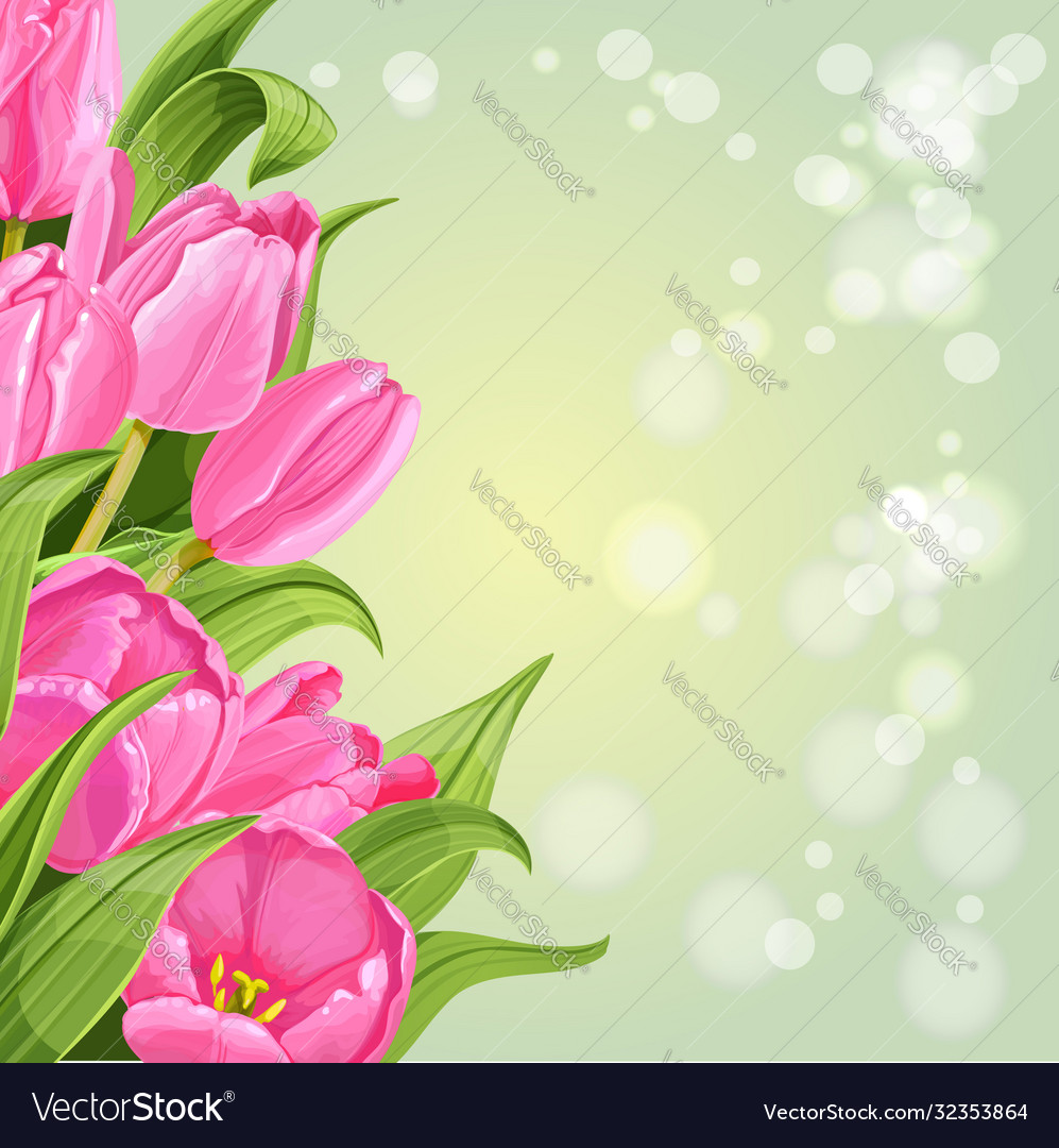 Pink tulips on white background Royalty Free Vector Image