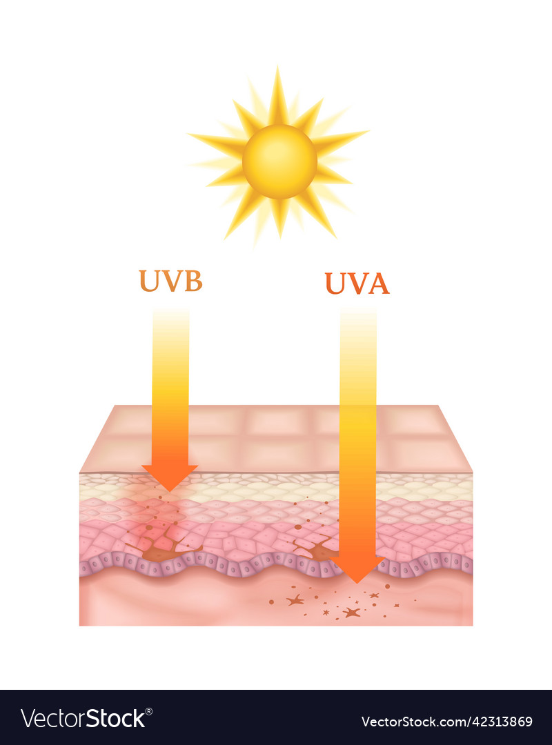 Skin layers Royalty Free Vector Image - VectorStock