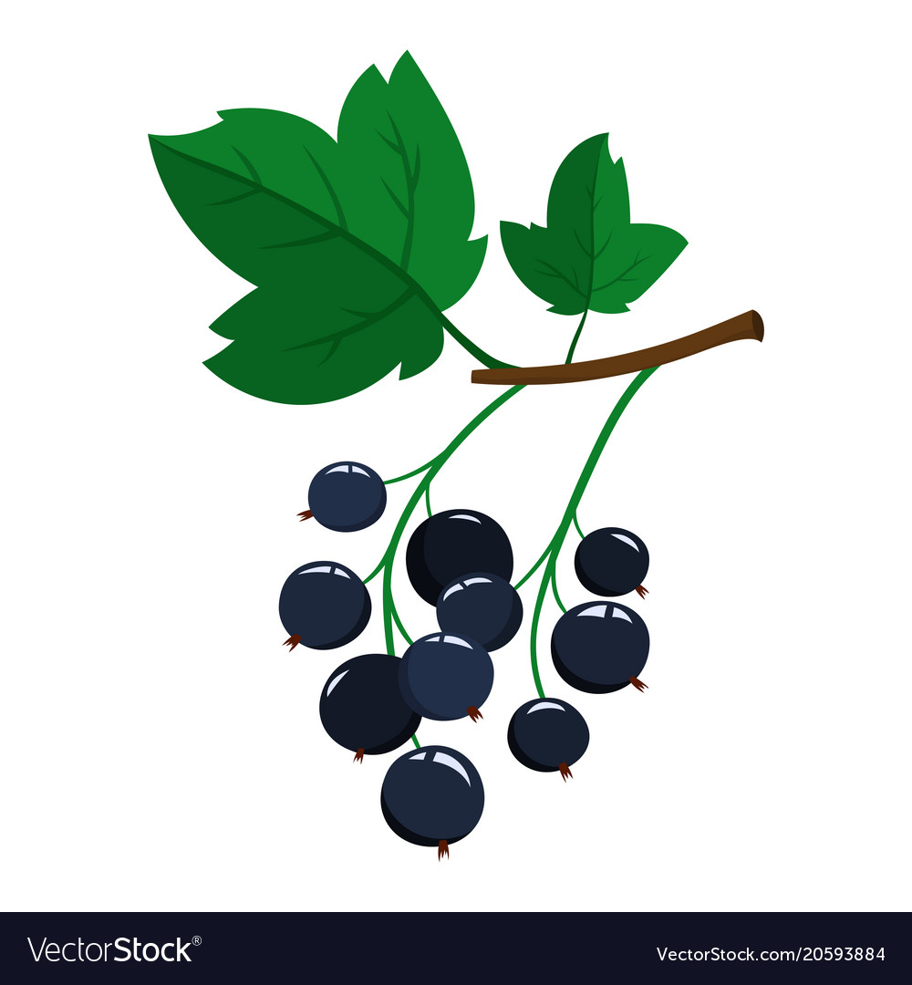 Cartoon Black Currant Berries With Green Leaves Vector Image