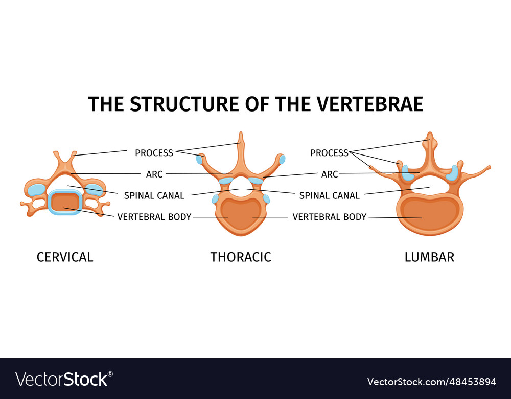 Structure of vertebrae composition Royalty Free Vector Image