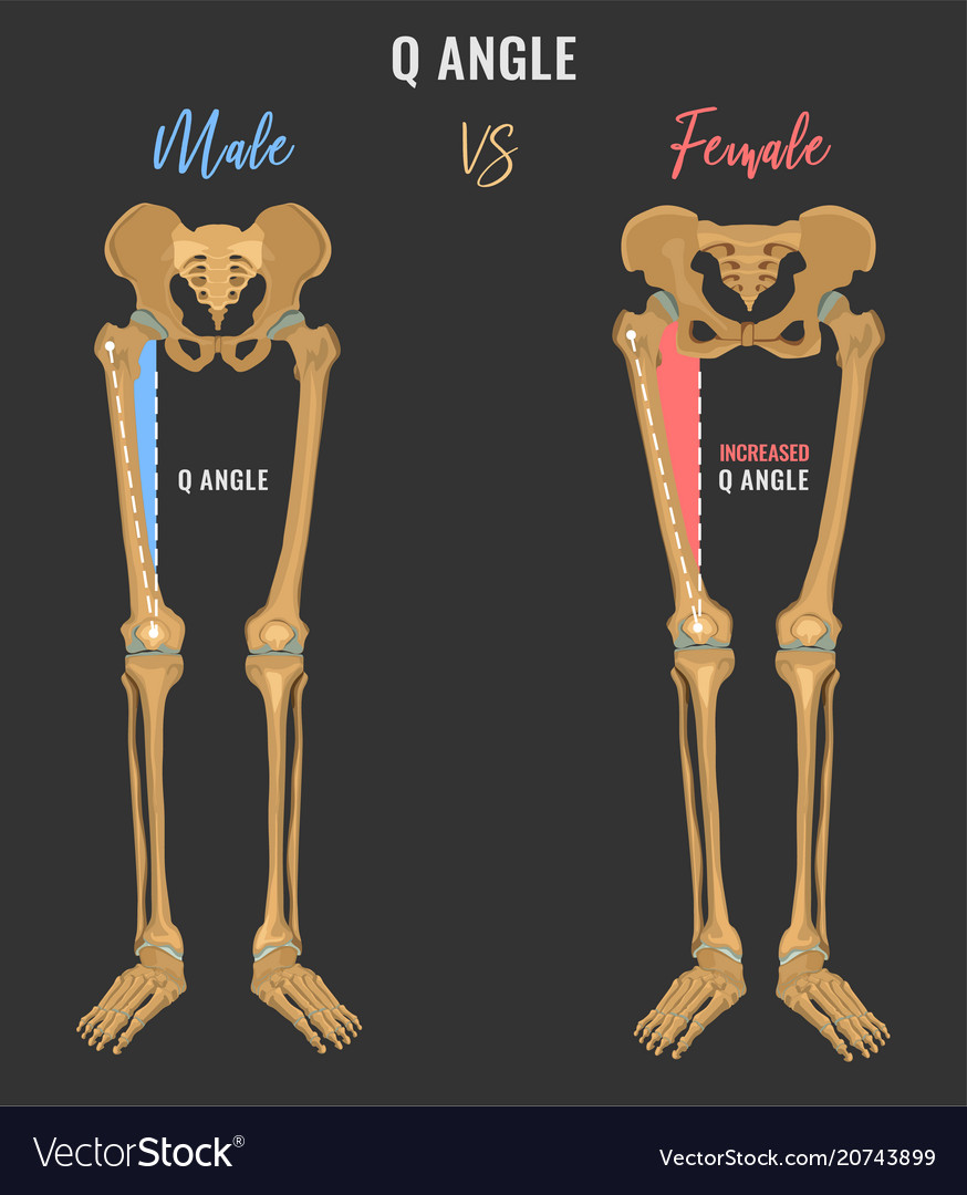 Male vs Female Pelvis Differences Anatomy Skeleton Shape 