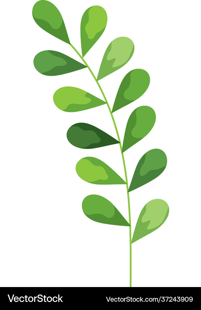 Branch with leafs Royalty Free Vector Image - VectorStock