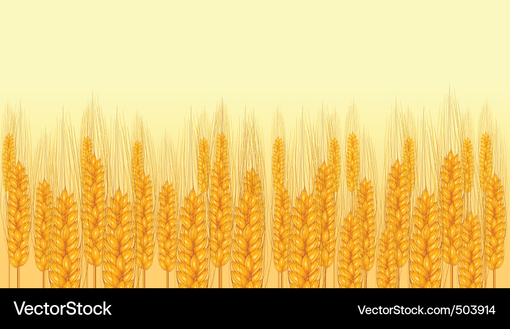 Ear wheat Royalty Free Vector Image - VectorStock