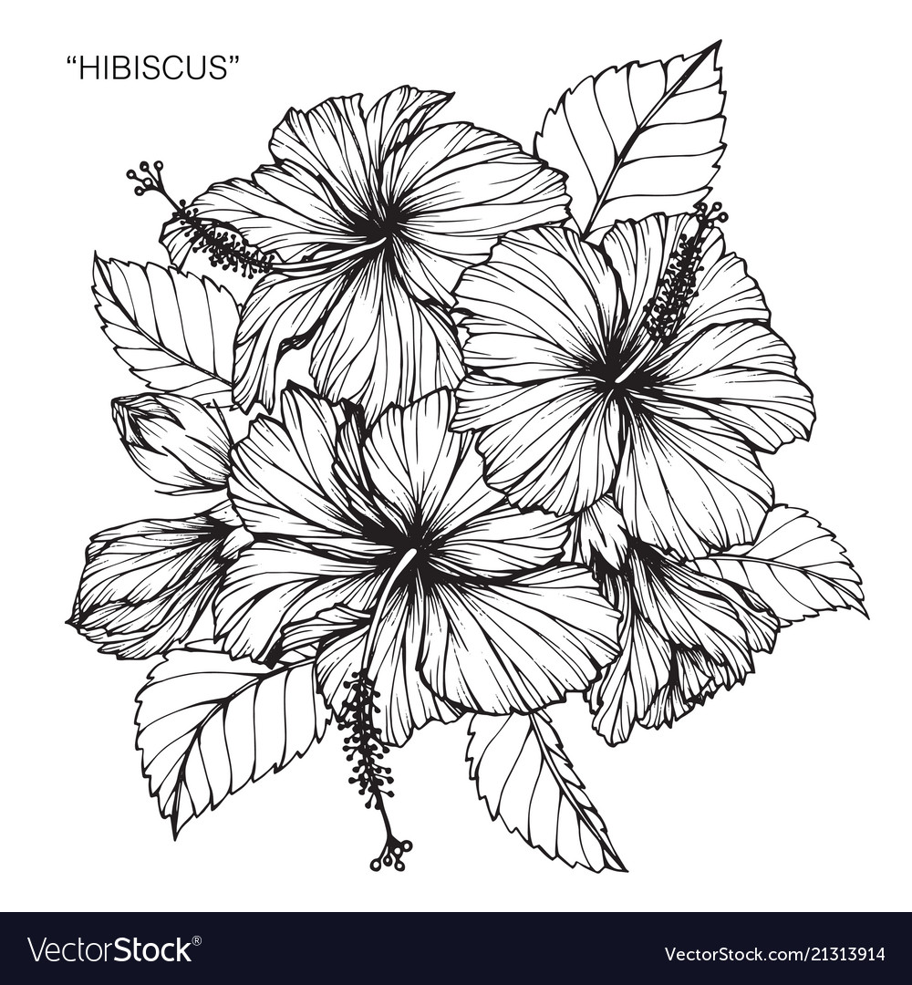 Hibiscus flower drawing Royalty Free Vector Image