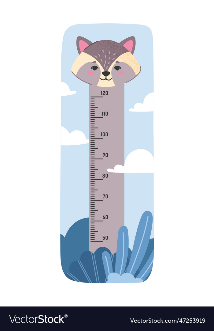 Kids height raccoon chart Royalty Free Vector Image