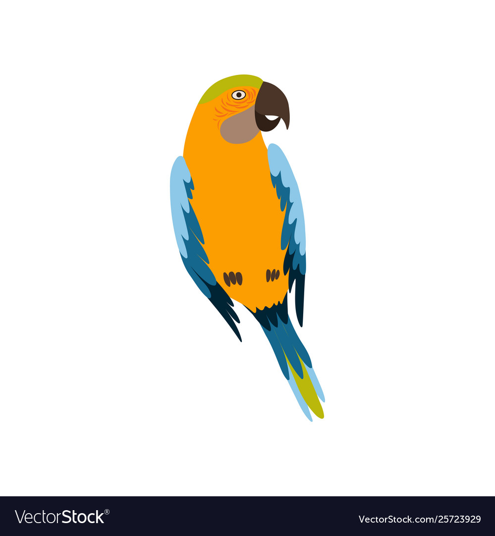 Parrot bird cute colorful budgie home pet Vector Image