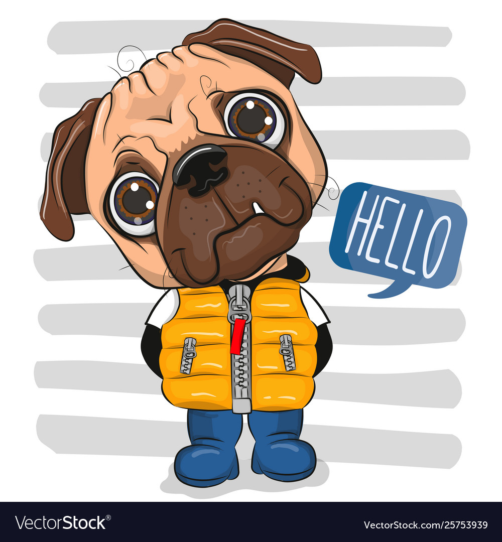 Pug booties outlet
