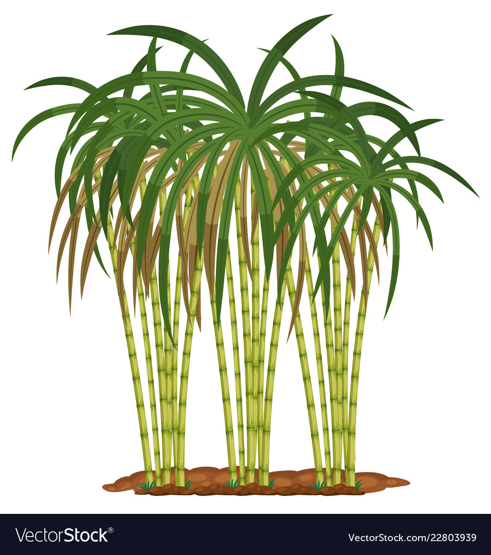 Sugar Cane Plant On White Background Royalty Free Vector